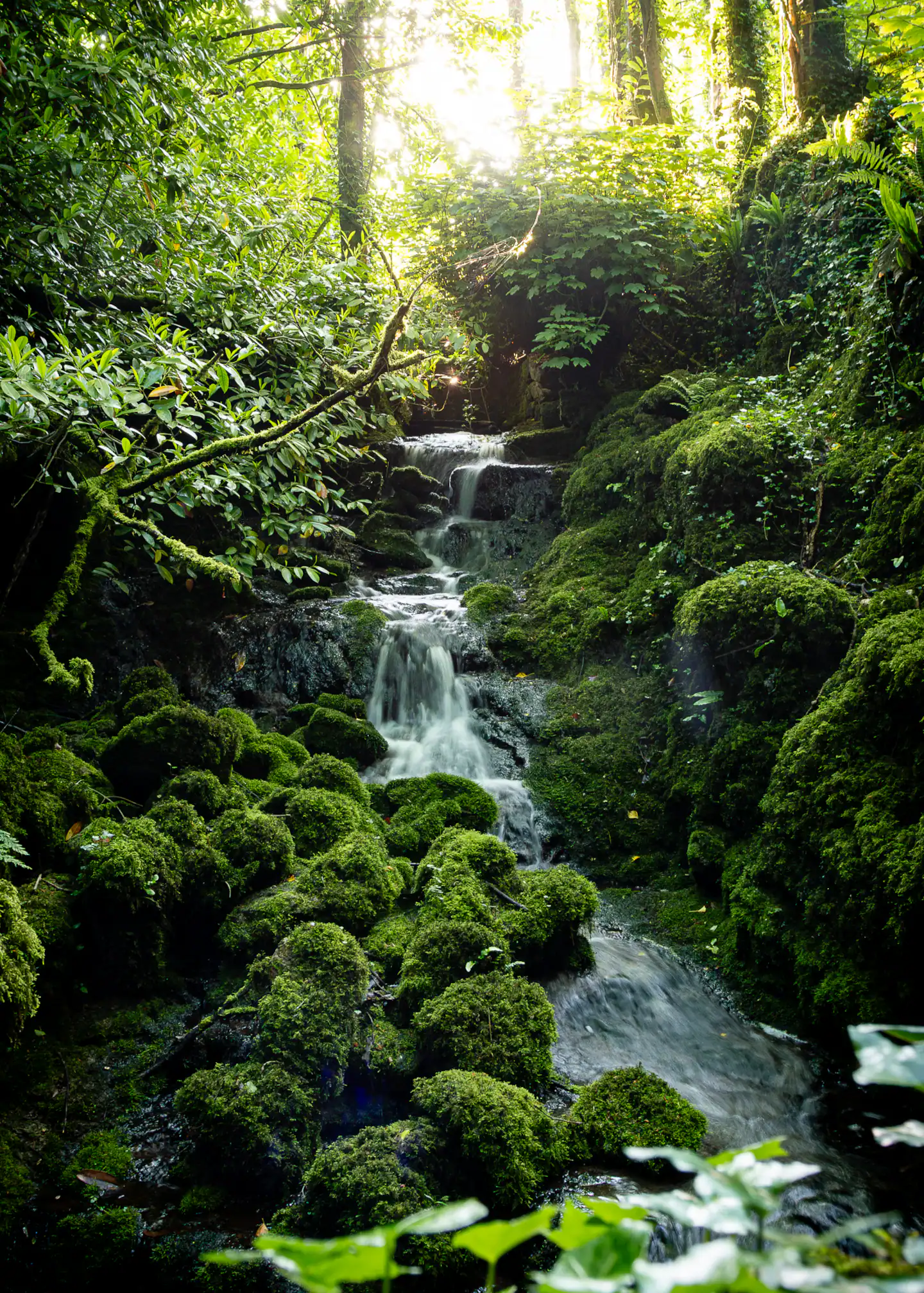 Hidden waterfall in the Ballyglunin Park forest